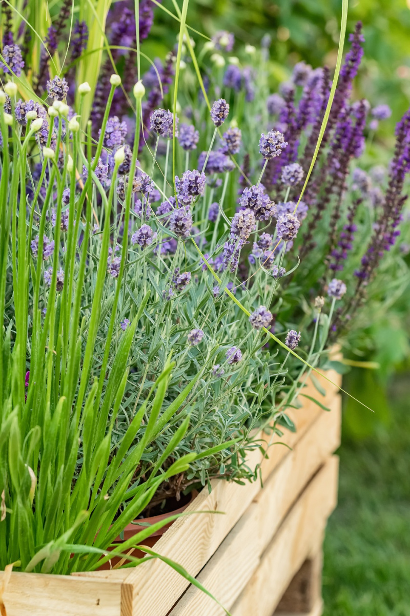 Mini łąka w drewnianej donicy_fot. Drewnochron (1) — kopia