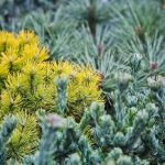 Targi ogrodnicze Gardenia