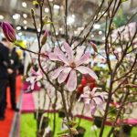 Targi ogrodnicze Gardenia