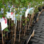 Tysiac drzew na urodziny REJS 3 m