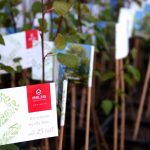 Tysiac drzew na urodziny REJS 3 m