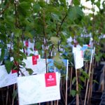 Tysiac drzew na urodziny REJS 3 m