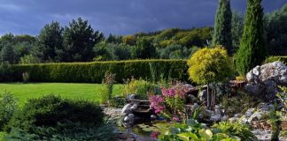 Plantica oczko wodne