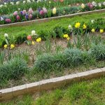 PALISADA STONE piryt