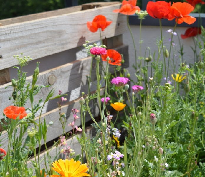 Łąka w drewnianej donicy lub skrzynce_fot. Łąki Kwitne Drewnochron (5)