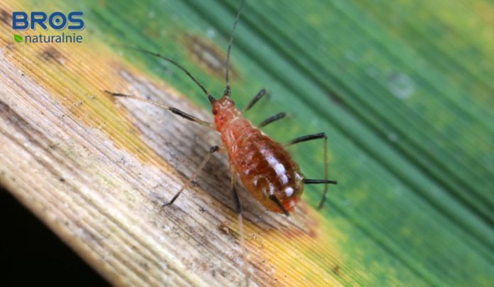 Projekt bez nazwy(5)